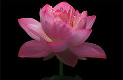 bright pink lotus flower
