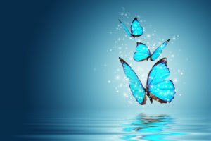 Blue Magic butterfly over water